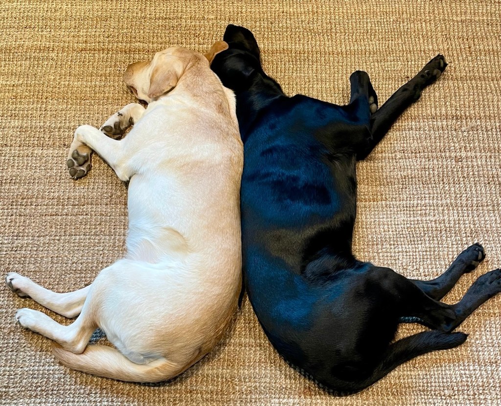 Warum Hunde Pausen zum Lernen brauchen – und was dabei im Gehirn passiert