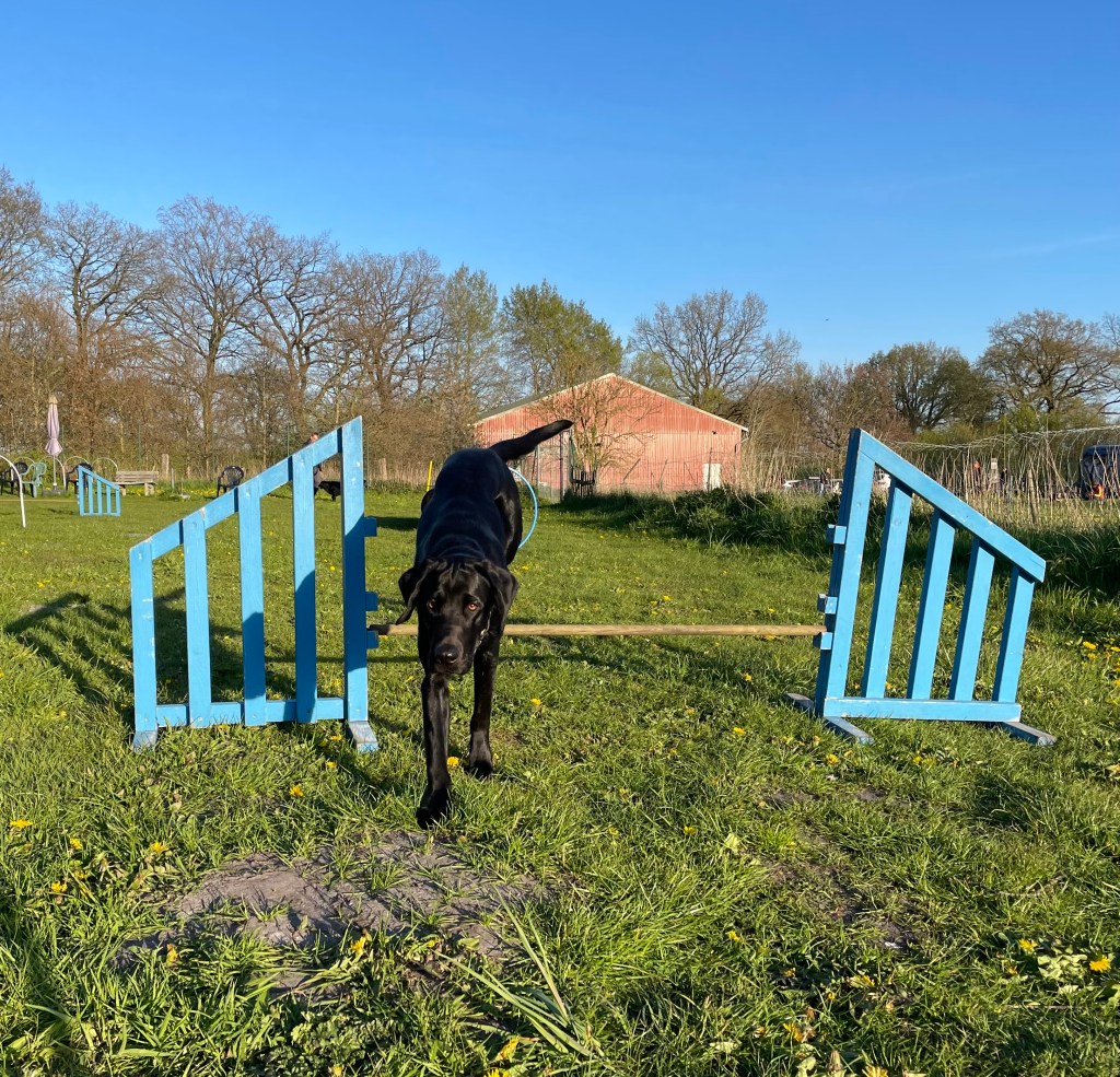 Cavaletti-Training: warum Stangenarbeit im Schritt so gesund für deinen Hund ist