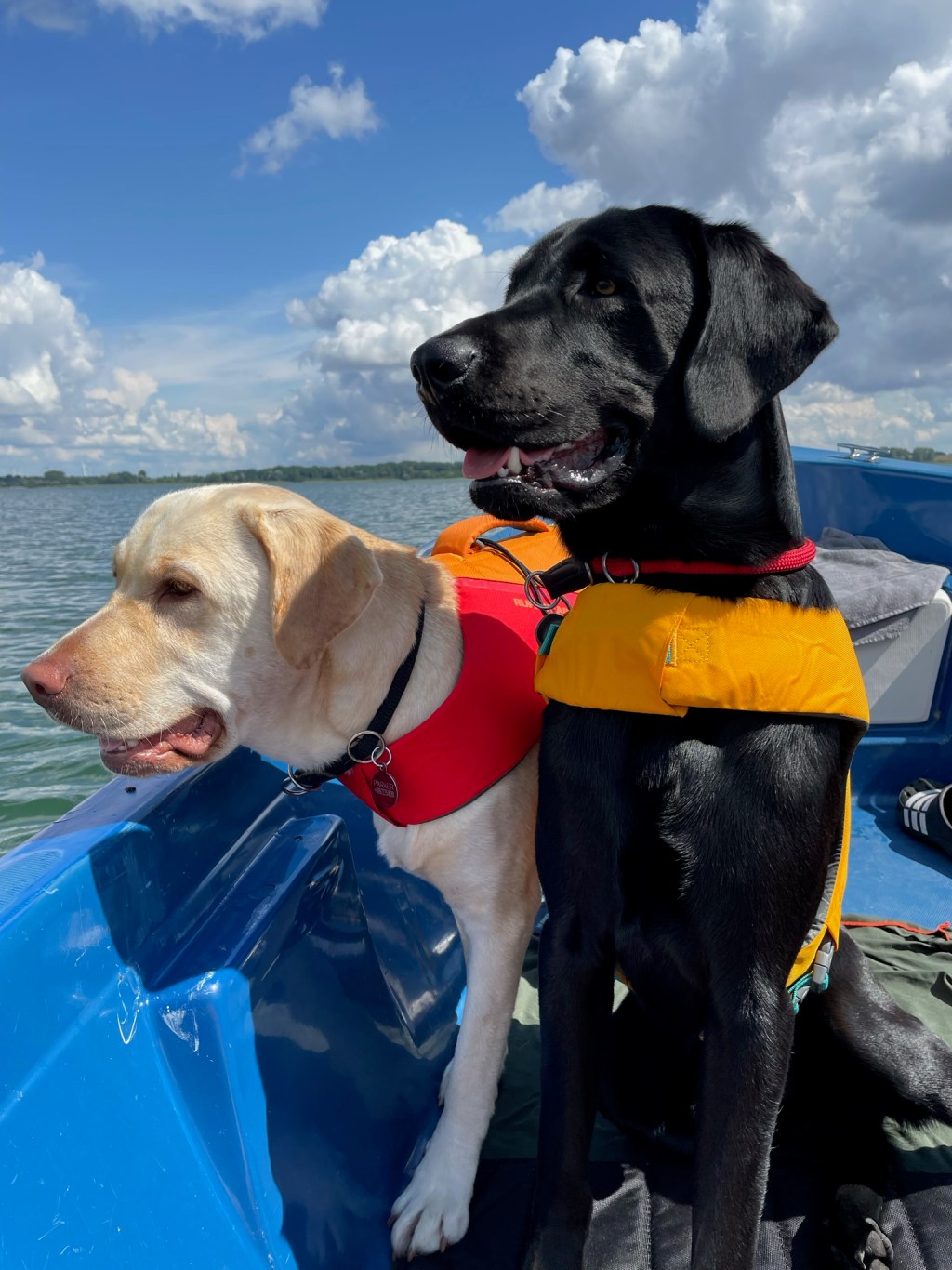 Brauchen Hunde Schwimmwesten?